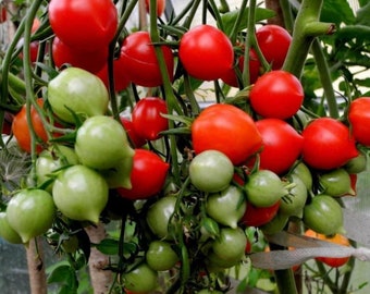 ドワーフゼラニウムキストマト種子 | オーガニック - Etsy 日本