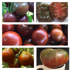 Black Tomato Collection | Organic Seeds