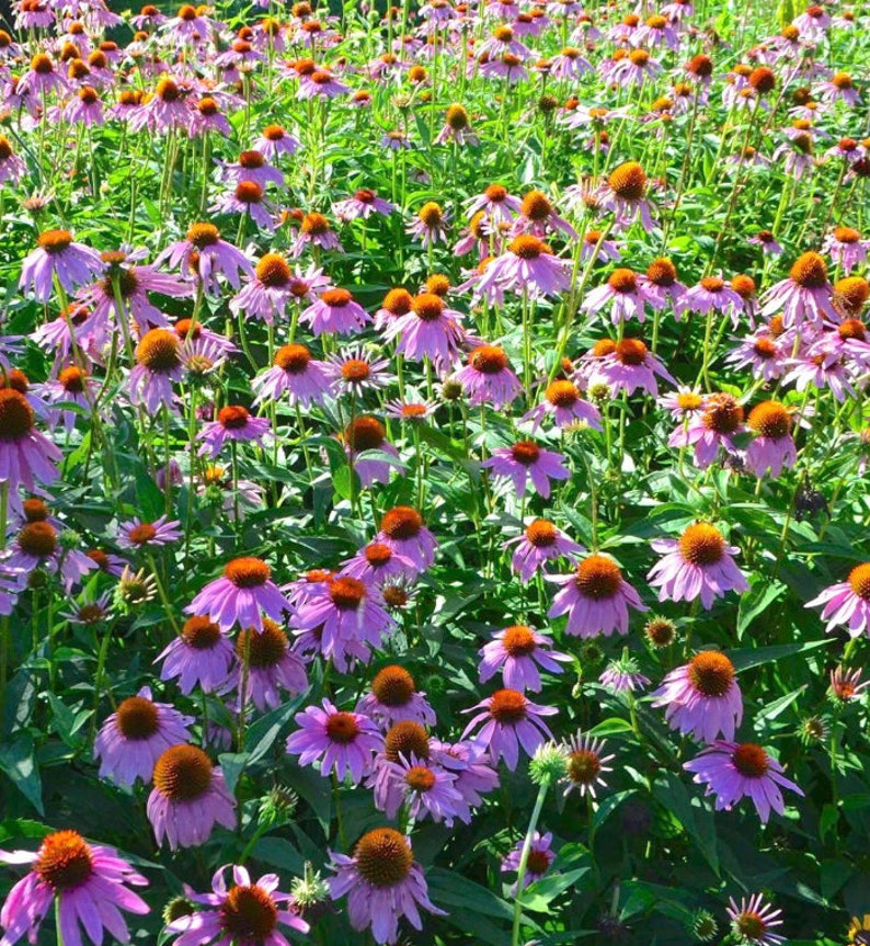 Purple Coneflower Echinacea Seeds  | Heirloom | Native