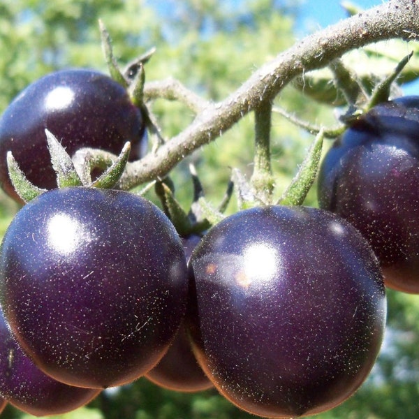 Helsing Junction Blue Tomato Seeds | Organic