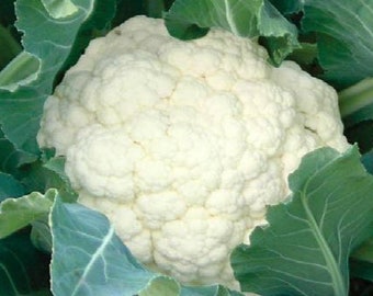 Snowball Cauliflower Seeds | Heirloom | Organic