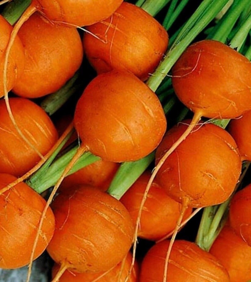Parisian Carrot Seeds | Heirloom | Organic