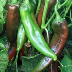Numex Sandia (Hot) Pepper Seeds