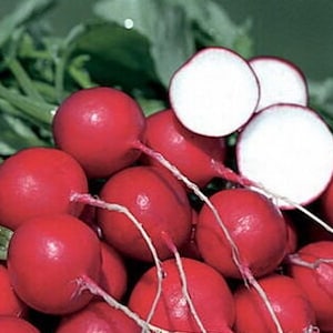 Rettich Samen | Erbstück | Bio