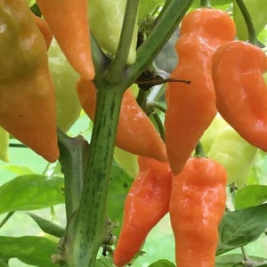 Habanada Pepper Seeds | Organic