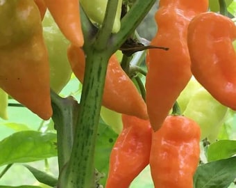 Habanada Pepper Seeds | Organic