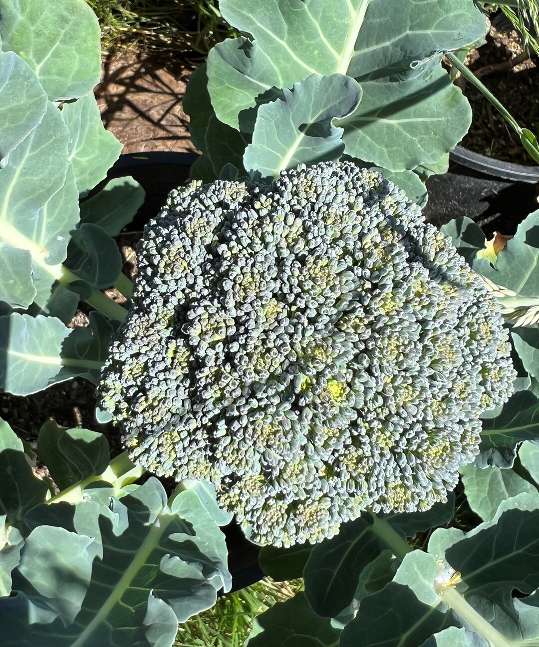 De Cicco Broccoli Seeds Heirloom Organic Etsy