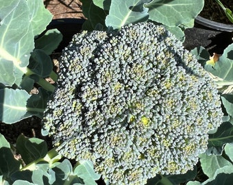 Semillas de brócoli De Cicco / Heirloom / Orgánico