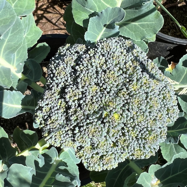 De Cicco Broccoli Seeds | Heirloom | Organic