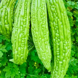 May include: Close-up of several bright green bitter gourds, showcasing their bumpy, ridged texture. The gourds are clustered together, with some leaves visible in the background. The image highlights the unique appearance of this vegetable.