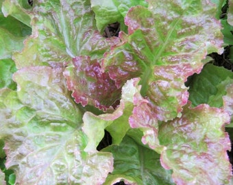 Semillas de lechuga Prizehead / Orgánicas