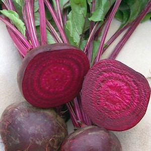 Crosby Egyptian Beet Seeds | Heirloom | Organic