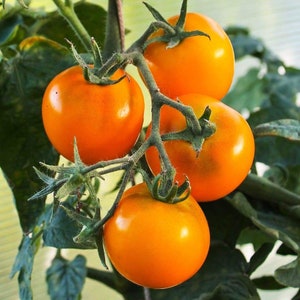 Flamme Tomato Seeds | Heirloom | Organic