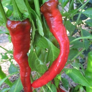 Hot Portugal Pepper Seeds | Heirloom | Organic