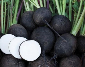 Black Spanish Round Radish Seeds | Heirloom | Organic
