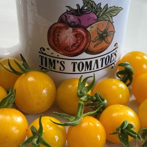 Eigelb Tomatenkerne | Bio