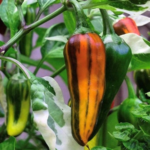 Fish Pepper Seeds | Hot | Heirloom | Organic