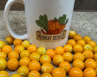 Baya dorada / también conocida como cereza de tierra peruana / uchuva / reliquia / orgánica