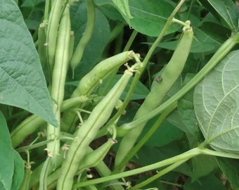 May include: Close-up of green string beans growing on a vine. The beans are long and slender, with a light green colour. The leaves of the vine are large and green.
