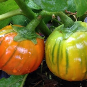 Turkse sinaasappel-auberginezaden | Biologisch | Erfstuk: