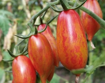 Semillas de Tomate Tigre Rosa / Orgánico
