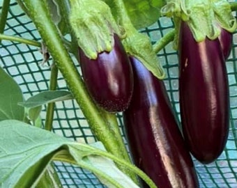 Little Fingers Eggplant Seeds | Organic