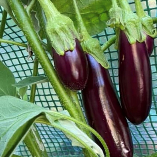 Little Fingers Eggplant Seeds | Organic