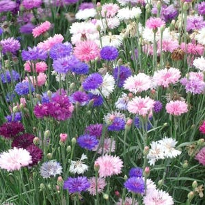 Puede incluir: Un campo de aciano de colores en tonos azules, rosas y blancos. Las flores están en plena floración y crean una hermosa muestra de color.