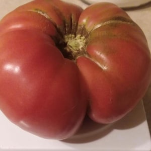 Pink Ponderosa Tomato Seeds | Heirloom | Organic
