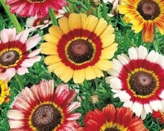 Semi di fiori di margherita dipinta