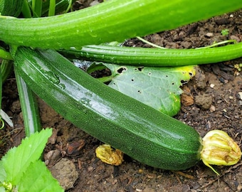 Dark Green Zucchini Seeds | Heirloom | Organic | Summer Squash