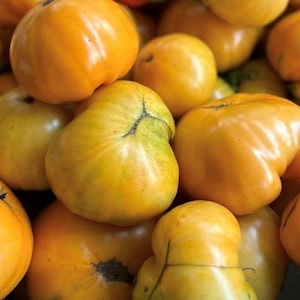 Kentucky Beefsteak Tomato Seeds | Heirloom | Organic