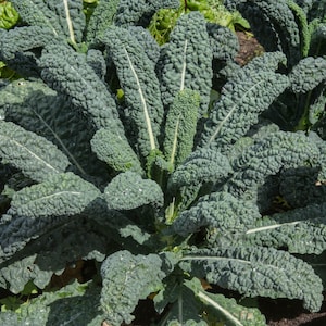 Lacinato (Dinosaur) Kale Seeds | Heirloom | Organic