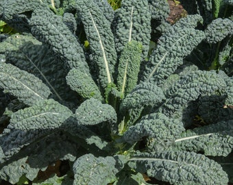 Lacinato Kale Seeds | Heirloom | Organic