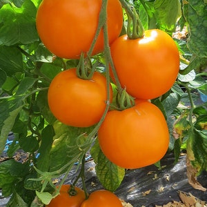 Moonglow Tomato Seeds | Heirloom | Organic
