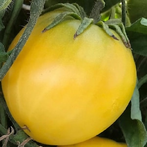 Dwarf Lemon Ice Tomato Seeds | Organic