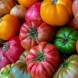 Heirloom Beefsteak Mix Tomato Seeds | Heirloom | Organic