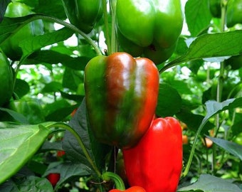 California Wonder 300 Pepper Seeds | Heirloom | Organic