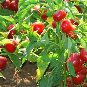 Large Red Cherry Pepper Seeds | Hot | Heirloom | Organic