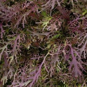 Semillas de Mizuna Red Streaks / Orgánicas