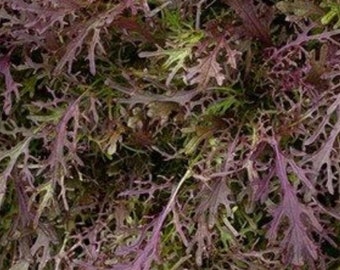 Semillas de Mizuna Red Streaks / Orgánicas