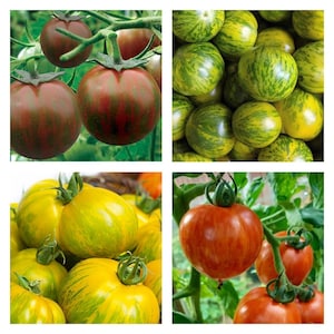 Zebra Tomato Collection | Seeds
