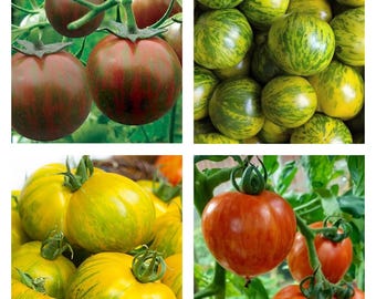 Collezione di pomodori zebra / semi