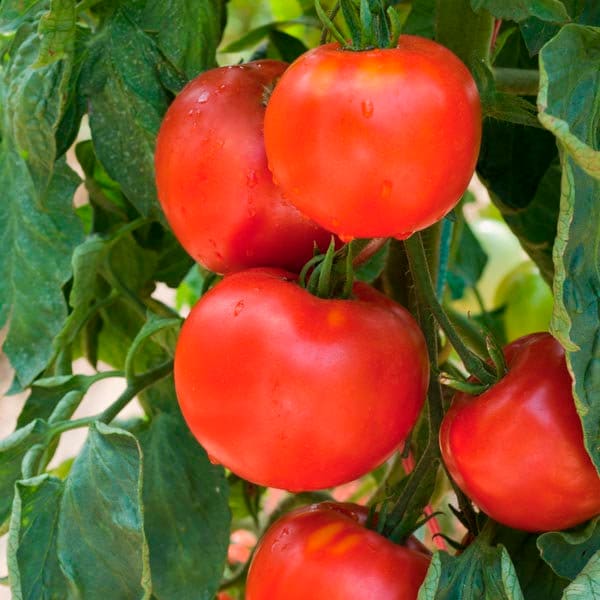 Traveler 76 Tomato Seeds | Heirloom - Etsy