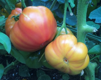 Oaxacan Jewel Tomato Seeds | Heirloom | Organic
