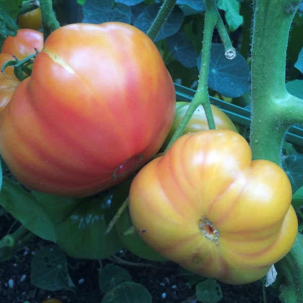 Oaxacan Jewel Tomato Seeds | Heirloom | Organic