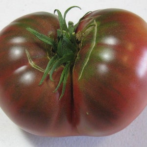 Carbon Tomato Seeds | Heirloom | Organic