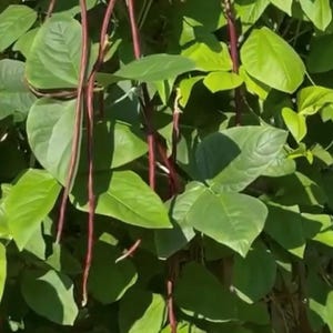 Purple (Mart Tsu In) Yard Long Bean Seeds | Heirloom