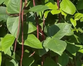 Semi di fagiolo viola (Mart Tsu In) lungo un metro / cimelio