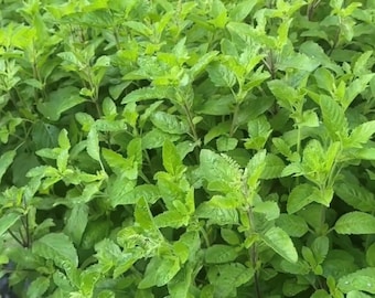 Holy Basil (Tulsi) Seeds | Heirloom
